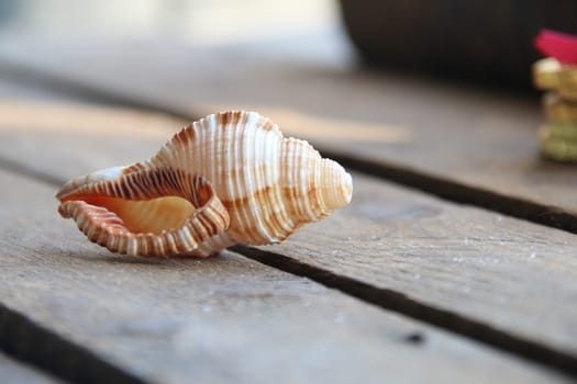 Seashell on a wooden background. Summer time creative concept.