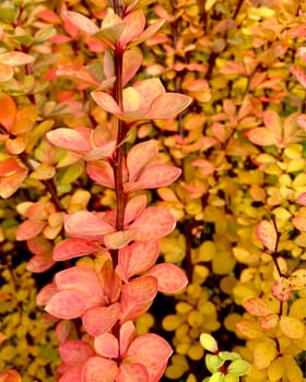 Leaves barberry in the autumn garden. . High quality photo