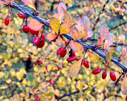 Ripe red berries of barberry in the autumn garden. An ornamental plant used in hedges and borders. Sour spices. Alternative medicine. High quality photo