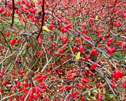 Ripe red berries of barberry in the autumn garden. An ornamental plant used in hedges and borders. Sour spices. Alternative medicine. High quality photo