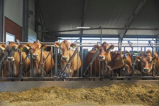 Cute Jersey cows on a farm in Denmark.