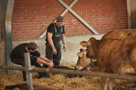 Denmark, Ringkobing, May 3, 2024: Danish farmers help a cow give birth to a calf