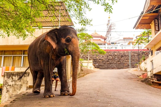 Sri Lanka temple elephant in chains for Elephant rides in Bentota Beach Galle District Southern Province Sri Lanka.