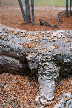 Trunk of a lying tree covered with cerrena unicolor mushrooms in the autumn forest. High quality photo