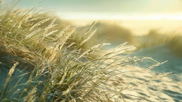 A natural landscape of tall grass stretching towards the horizon with the ocean in the background. Clouds float in the sky above the fluid water AIG50