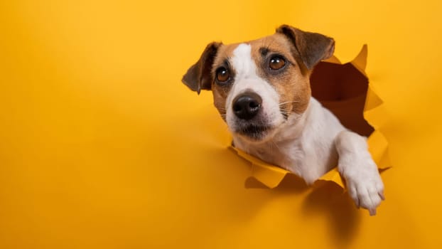 Funny jack russell terrier comes out of a paper orange background tearing it