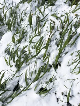 white snow lies on green grass in spring outside