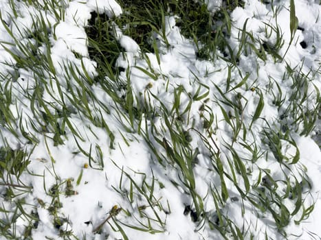 white snow lies on green grass in spring outside