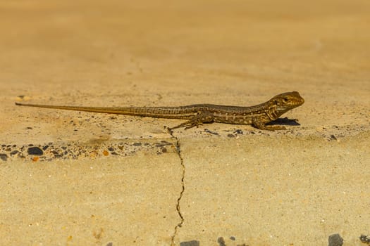 Lizard close up, macro, copy space, natural background. Tenerife lizard basks on a volcanic rock stone. Canary islands