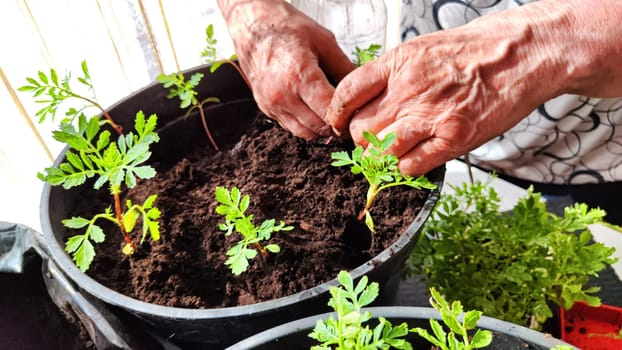 Planting marigold flowers in a pot. Reproduction of plants in spring. Young flower shoots and greenery for the garden. The hands of elderly woman, bucket of earth, green bushes and twigs with leaves