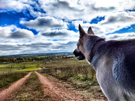 Dog German Shepherd in autumn day, green, yellow nature field, blue sky full white clouds and village in distance. Eastern European dog veo Waiting and guarding on top of hill in colorful landscape