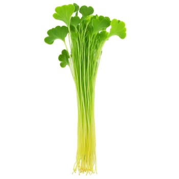 Microgreen isolated on transparent background