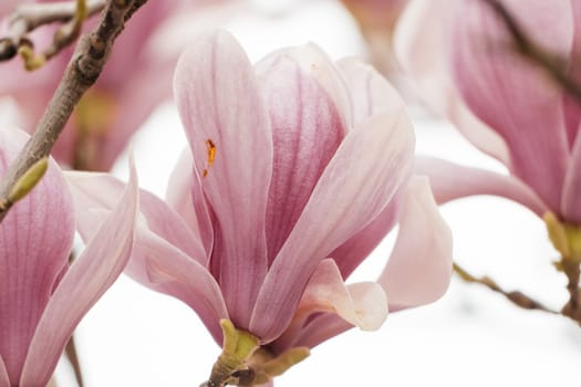 Magnolia Sulanjana flowers with petals in the spring season. the beautiful pink magnolia flowers in spring, selective focusing.