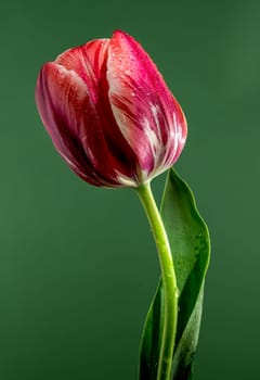Beautiful red tulip flower on a green background. Flower head close-up.