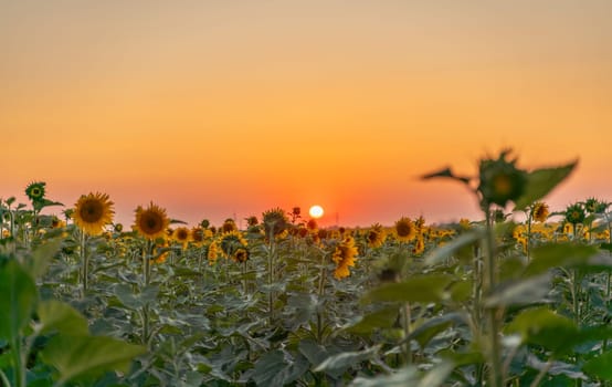 Field sunflowers in the warm light of the setting sun. Summer time. Concept agriculture oil production growing