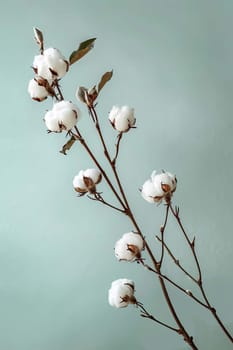 cotton flower branch. Selective focus nature