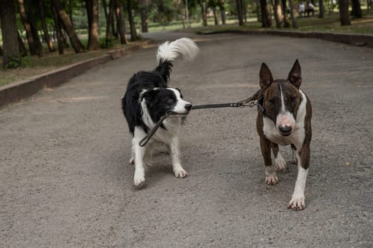 A border collie leads a bull terrier by the leash. One dog walking another