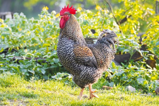 free-range chickens gray purebred rooster in the morning light , ecology