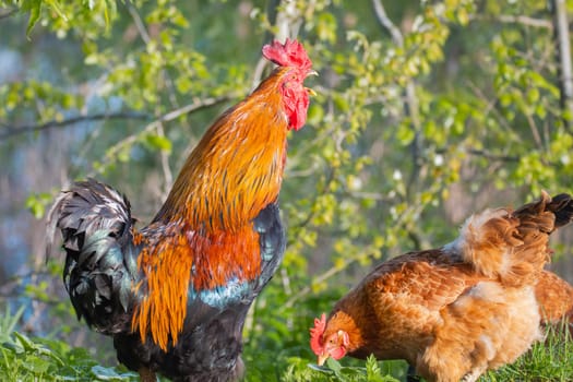 free-range chickens singing rooster and hen, ecology