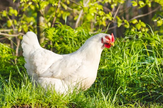 white chicken among green grass, ecology