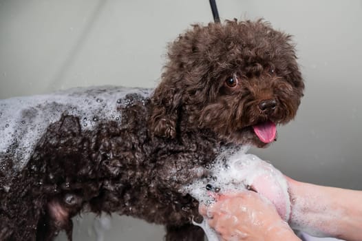 Woman shampooing brown mini poodle in grooming salon