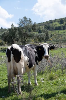 cows graze on a green field in sunny weather. HQ