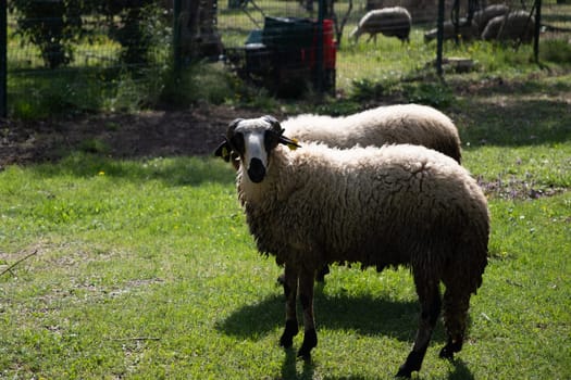 View of white sheep grazing on the green field