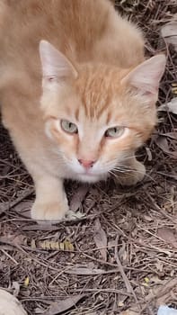 Ginger red cat outdoors, pets, animal. High quality photo