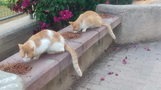 Ginger red cat outdoors, pets, animal. High quality photo