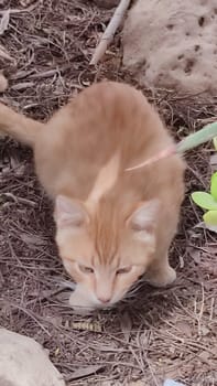 Ginger red cat outdoors, pets, animal. High quality photo