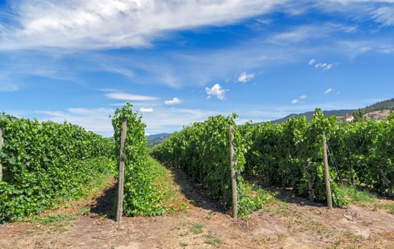 Rows of vine plants on mountain and blue cloudy sky background.
