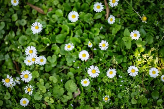 A cluster of daisies bloom among lush green grass in a field.