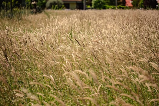 A field of tall grass with a house standing in the distance