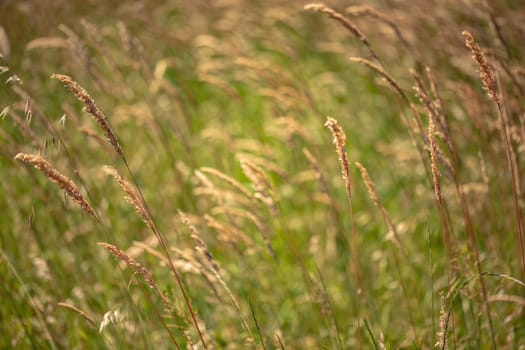 A grassy field filled with tall grass swaying in the wind under a clear blue sky.