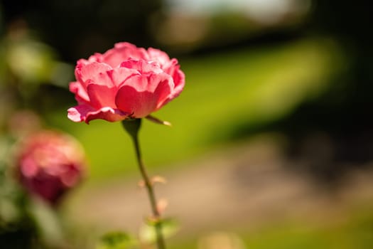 A single pink flower stands out in a lush garden, showcasing its delicate petals under the sunlight.