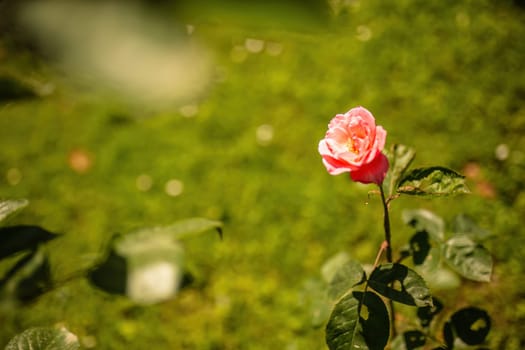A single pink rose stands in the middle of a field surrounded by grass and under the open sky.