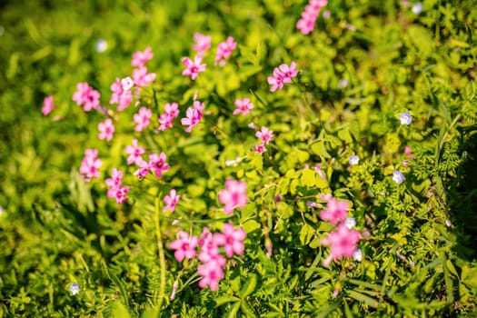 Small pink flowers are blooming on a patch of green grass in the sunlight.