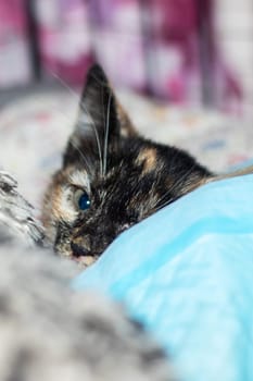 A small calico kitten with captivating blue eyes is among a group of other tiny felidae cats. Its whiskers and tail stand out against its fawn fur, while its snout presses against the window