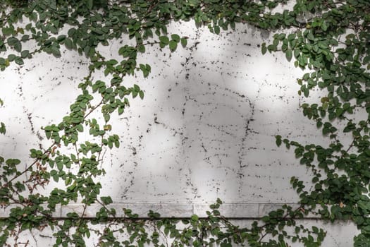 Climbing fig or Creeping fig (Ficus Pumila) the ivy plants are creeping up on whitewashed cement surface background. Green leaf texture and root branch growing on a white concrete wall background, Creeper plant, Green vine or liana, Nature plant wallpaper, Space for text, Selective focus.