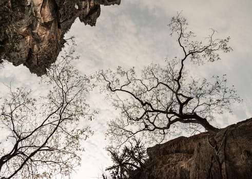 Looking up Beautiful scenery view of Mountain rock cliff and Tree Branches against sky background at Khao Nang Phanthurat Forest Park. Natural background, Space for text, Selective focus.