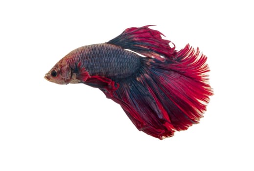 Detail of Red betta fish or Siamese fighting fish isolated on white background with clipping path. Beautiful movement of Betta splendens (Pla Kad). Selective focus.