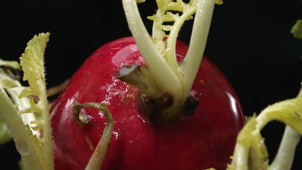 Macrography of radishes steal the spotlight against a bold black background. Each radish is meticulously captured in stunning detail, showcasing its vibrant colors and unique texture. Comestible.