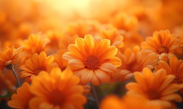 Vibrant field filled with orange flowers. Selective soft focus.