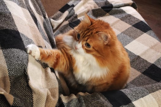  A ginger cat sits on a sofa covered with a checkered woolen blanket