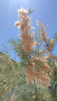 tree branch with flowers, spring flora Israel. High quality photo