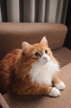 A ginger cat sits on the sofa, his gaze is directed upward