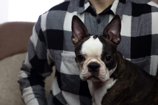 Portrait of serious young Boston Terrier in arms of owner, cute face of pet posing at camera close up