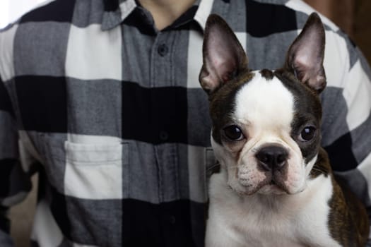 Muzzle of young Boston Terrier with raised ears looks at the camera, pet friend in the owner's arms portrait