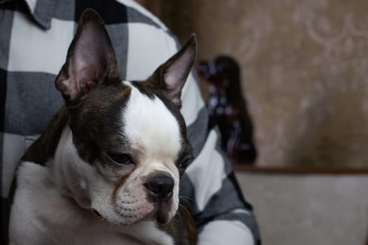 Crying young Boston Terrier, tear flows down the muzzle of dog upset and yearning for its owner, sad offended pet