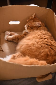  Red cat lies in a cardboard box, top view